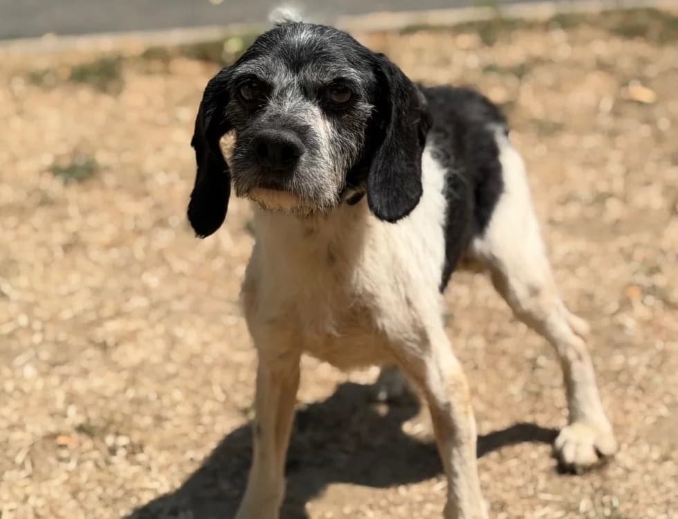 Blanco, male Mixed Breed for adoption at SPA Compiègne, Compiègne
