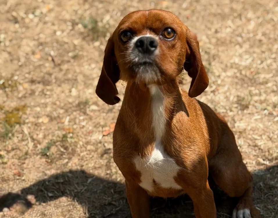 Balto, male 6yo Mixed Breed for adoption at SPA Compiègne, Compiègne