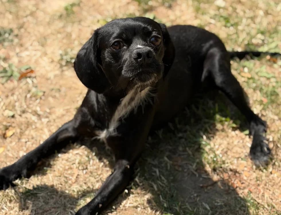 Benji, male 5yo Mixed Breed for adoption at SPA Compiègne, Compiègne