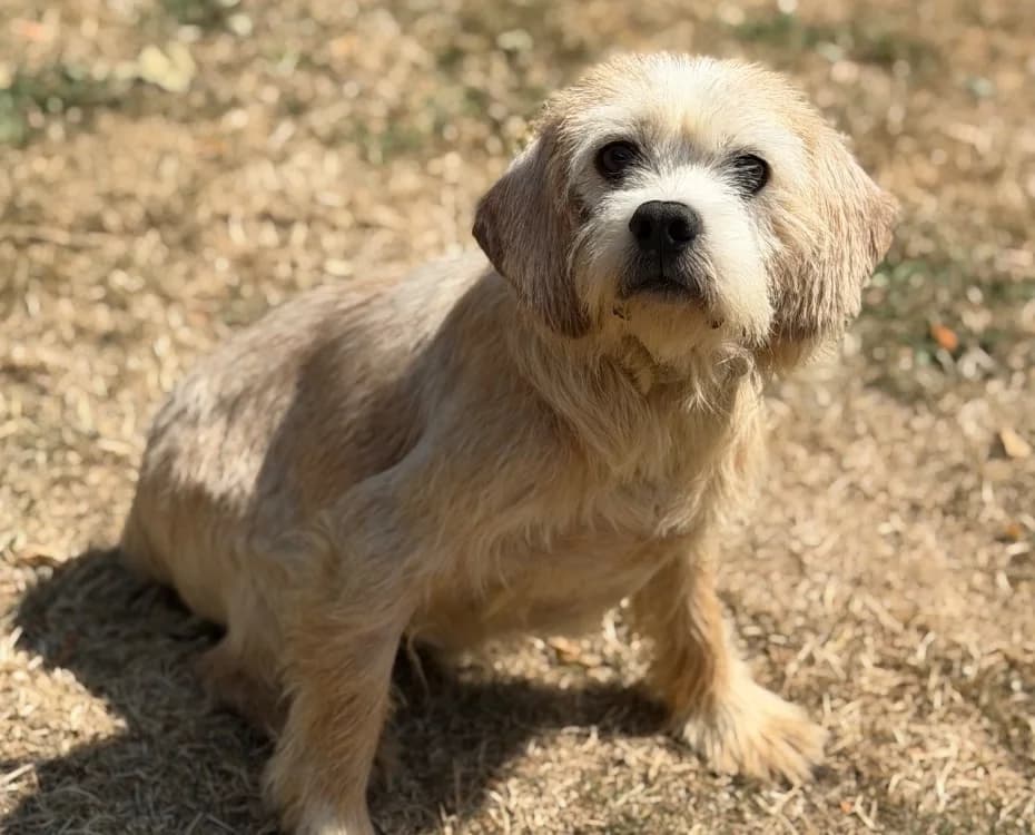 Buzz, male 5yo mixed breed for adoption at SPA Compiègne, Compiègne