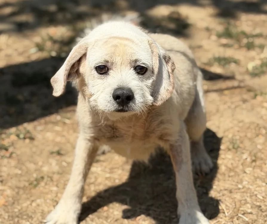 Boston, male senior mixed breed for adoption at SPA Compiègne, Compiègne