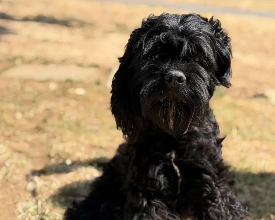 Boris, male 3yo Poodle for adoption at SPA Compiègne, Compiègne