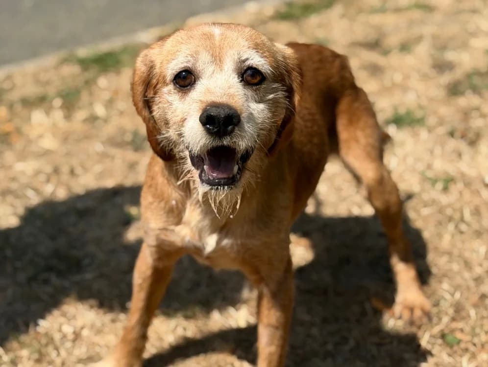 Brook, male 5yo mixed breed for adoption at SPA Compiègne, Compiègne