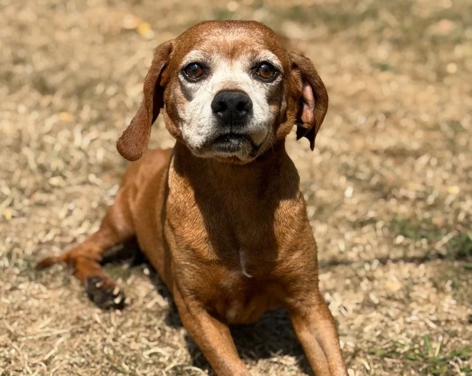 Bip, male senior Mixed Breed for adoption at SPA Compiègne, Compiègne