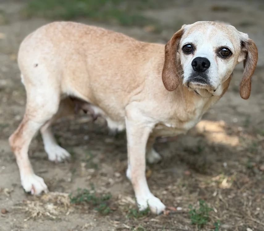Rihana, female 7yo Mixed Breed for adoption at SPA Compiègne, Compiègne