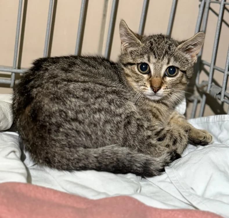 Elix, female Mixed Breed for adoption at SPA Compiègne, Compiègne