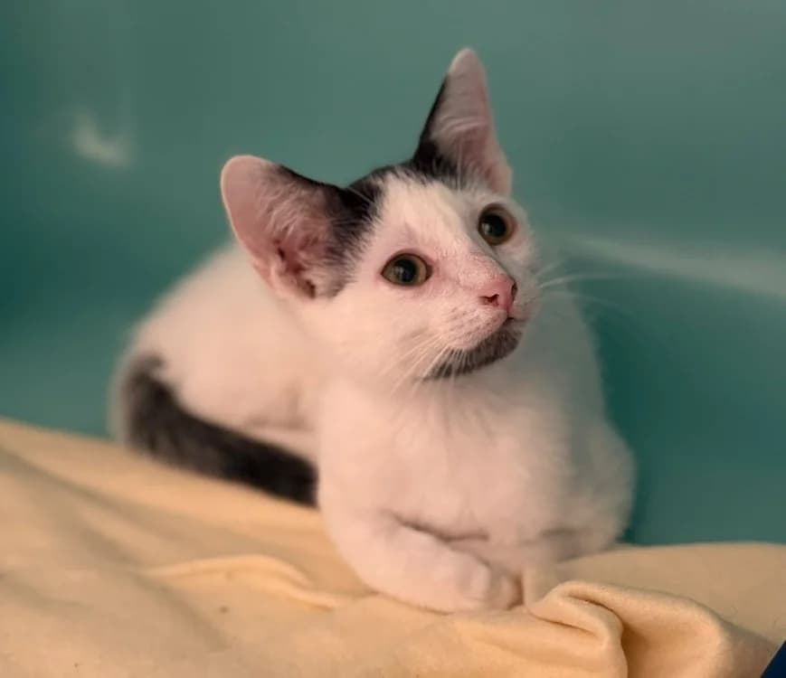 Petit Ronron, female Mixed Breed for adoption at SPA Compiègne, Compiègne