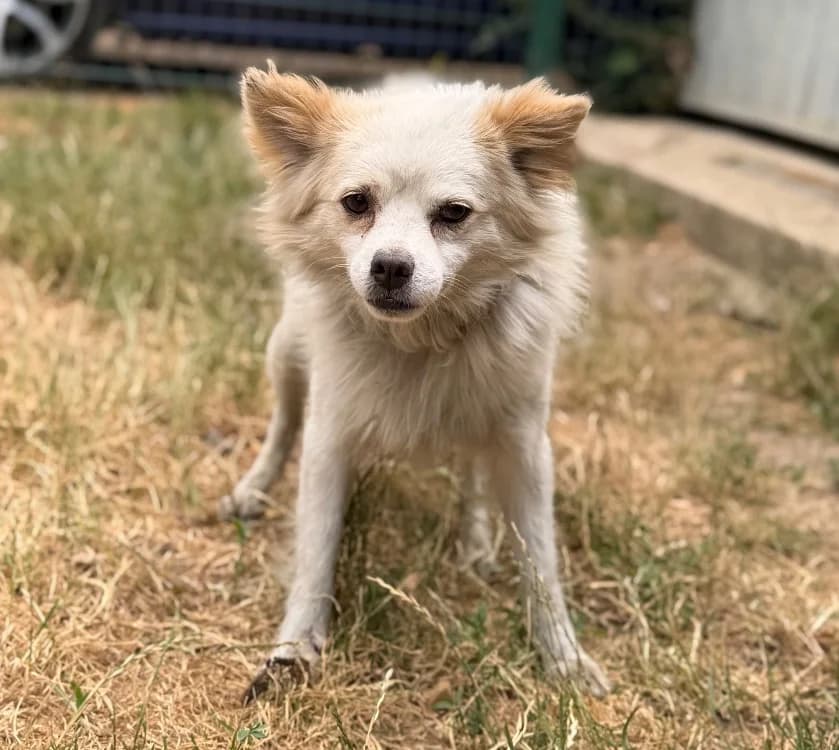 Nero, male 3yo Mixed Breed for adoption at SPA Compiègne, Compiègne