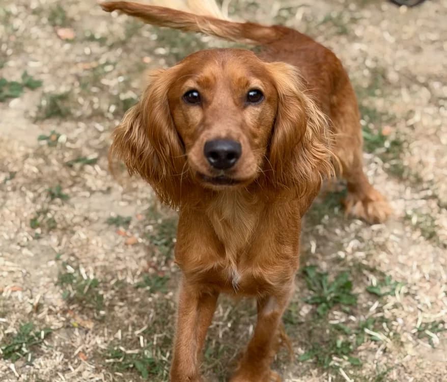 Badro, male Cocker Spaniel for adoption at SPA Compiègne, Compiègne