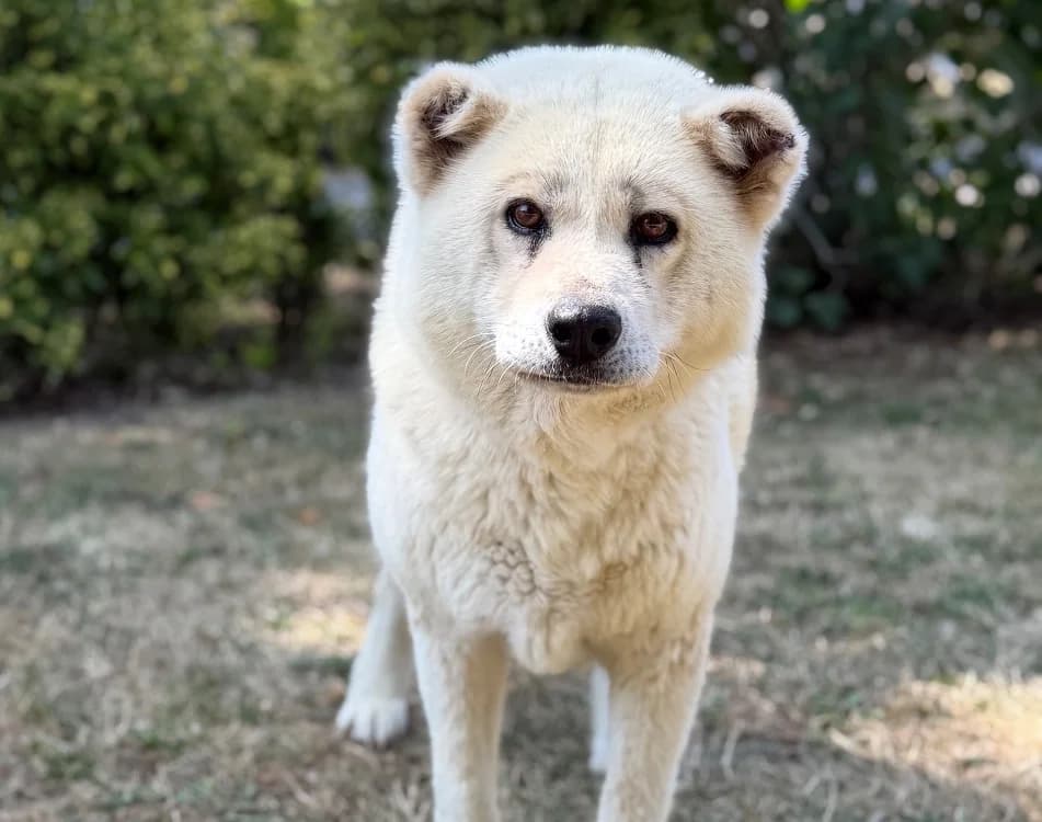 Thelma, female 6yo Akita for adoption at SPA Compiègne, Compiègne