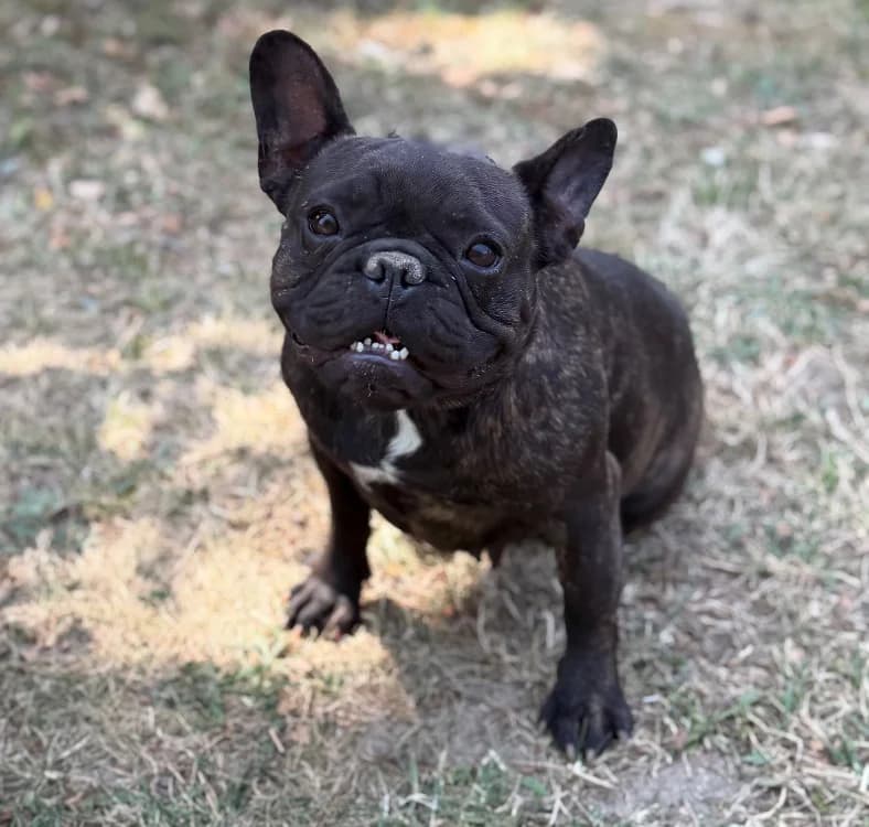 Valma, French Bulldog (SPA Compiègne)