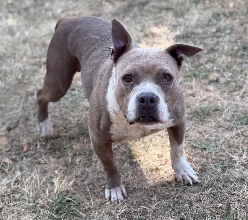 Laly, female 5yo American Bully for adoption at SPA Compiègne, Compiègne