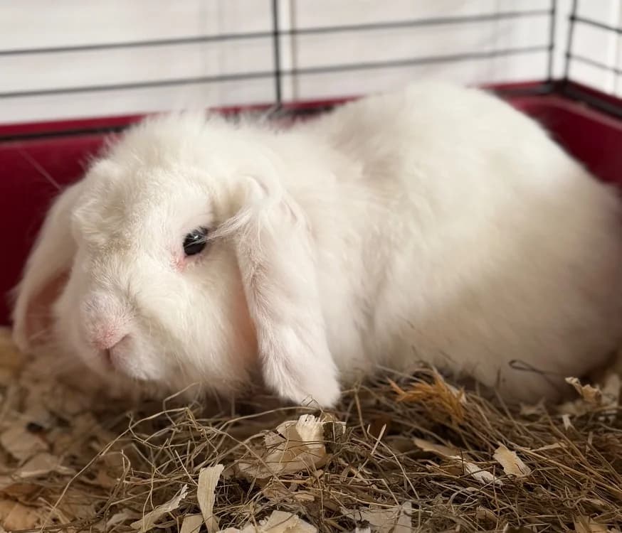 Romarin, male Mixed Breed for adoption at SPA Compiègne, Compiègne
