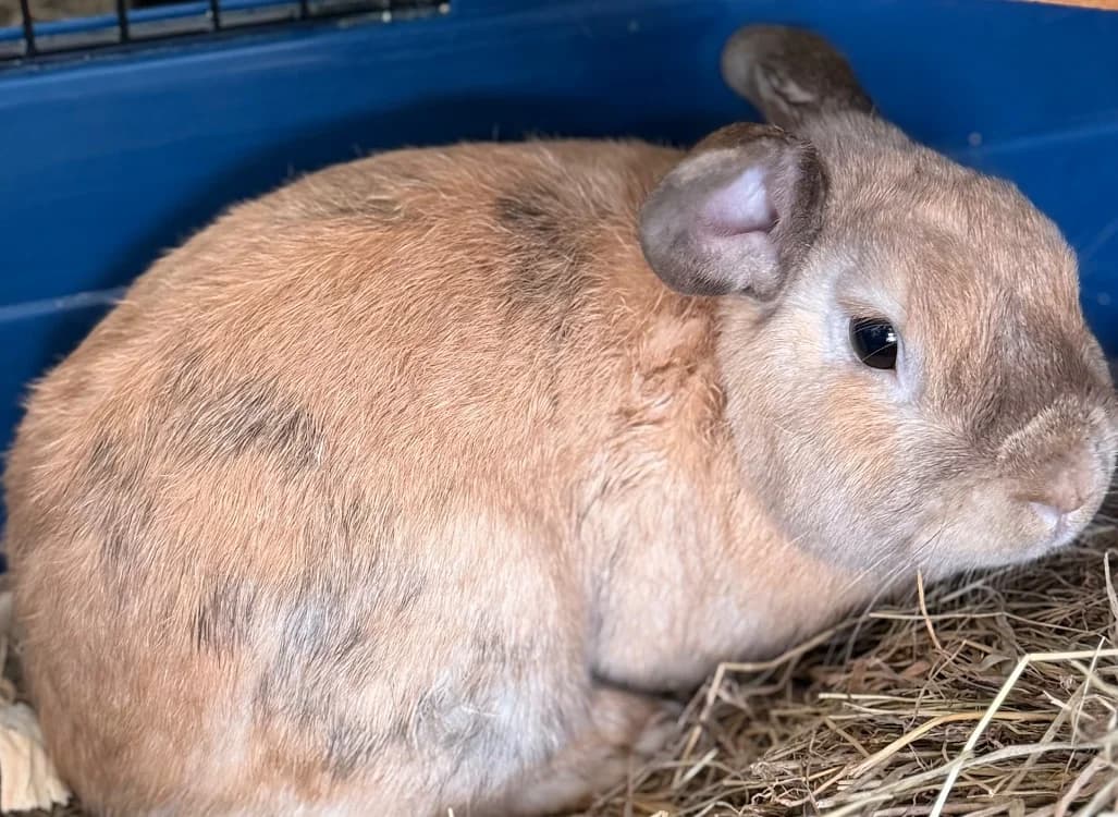 Pollen, male Mixed Breed for adoption at SPA Compiègne, Compiègne