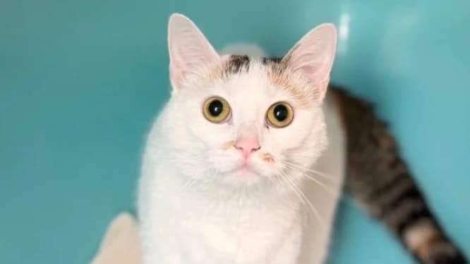 Carabella, female 5yo Mixed Breed for adoption at SPA Compiègne, Compiègne