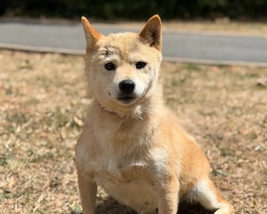 Joyce, female 7yo Shiba Inu for adoption at SPA Compiègne, Compiègne