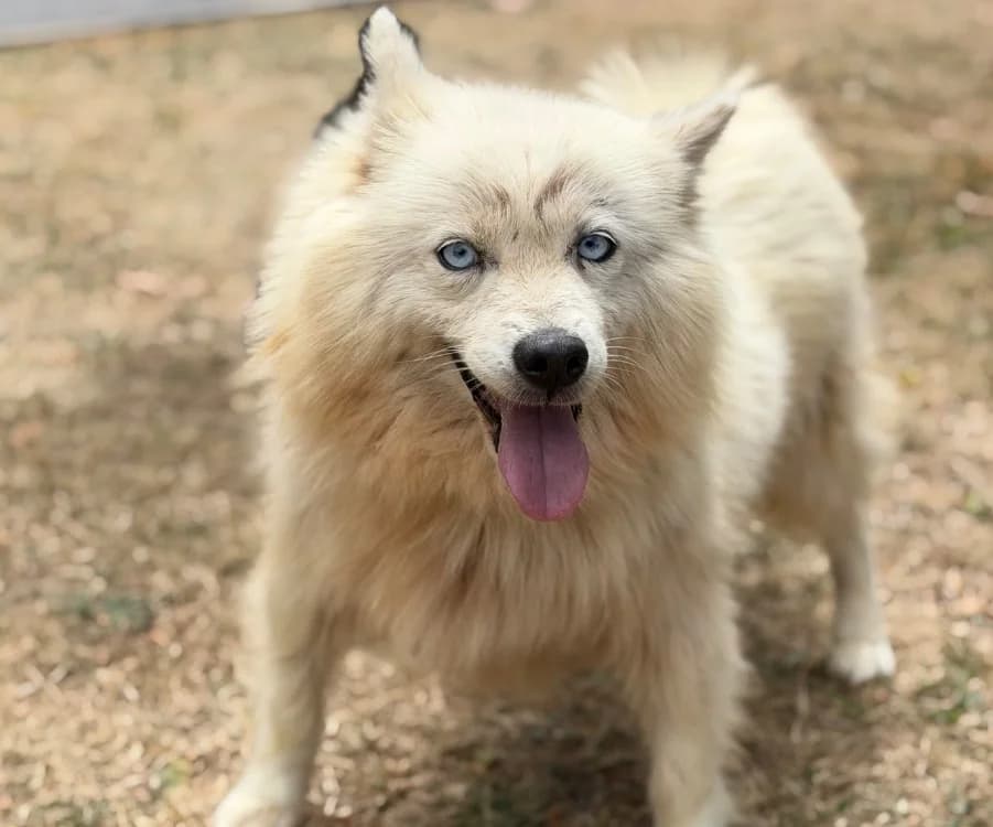 Praline, female 7yo Husky for adoption at SPA Compiègne, Compiègne