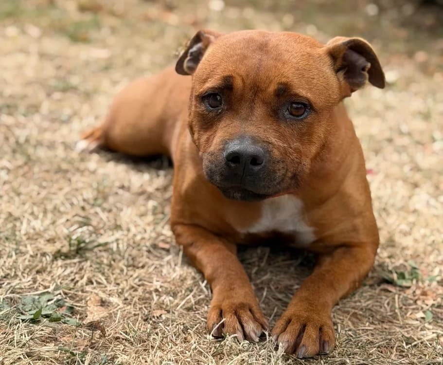 Thessa, female 4yo Staffordshire Bull Terrier for adoption at SPA Compiègne, Compiègne