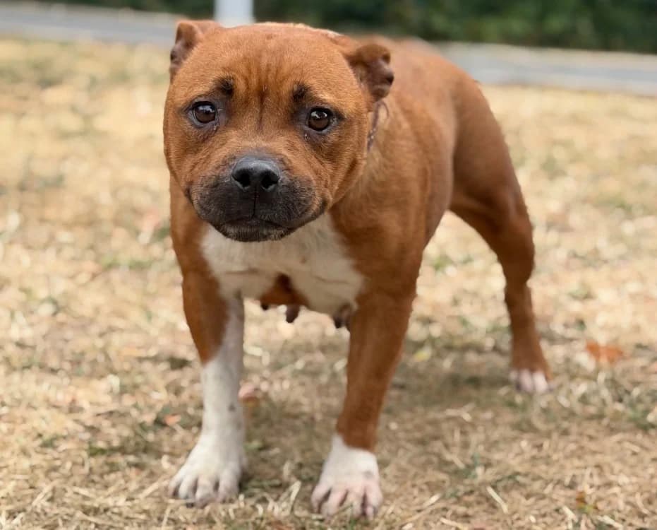 Tess, female 4yo Staffordshire Bull Terrier for adoption at SPA Compiègne, Compiègne