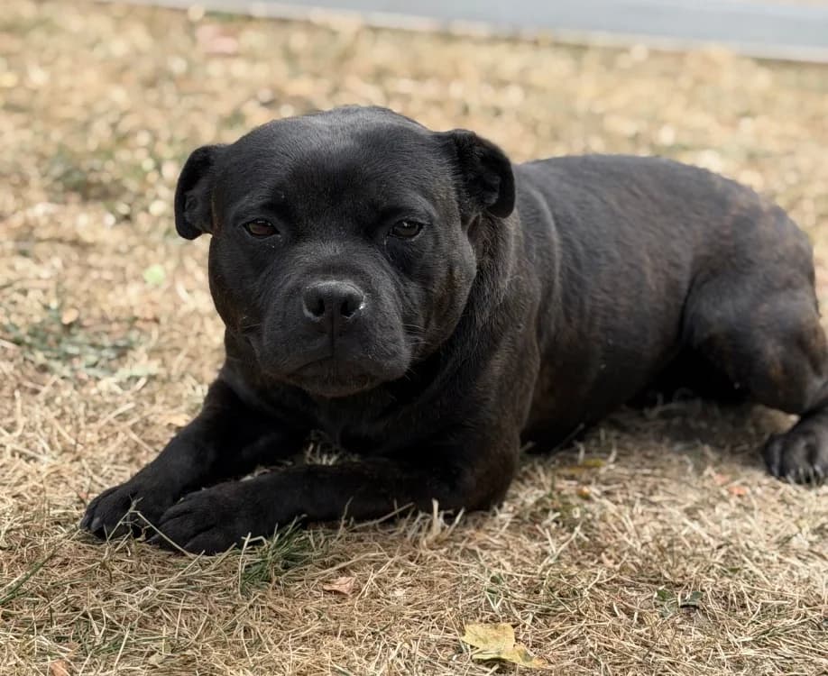 Tornade, female 3yo Staffordshire Bull Terrier for adoption at SPA Compiègne, Compiègne