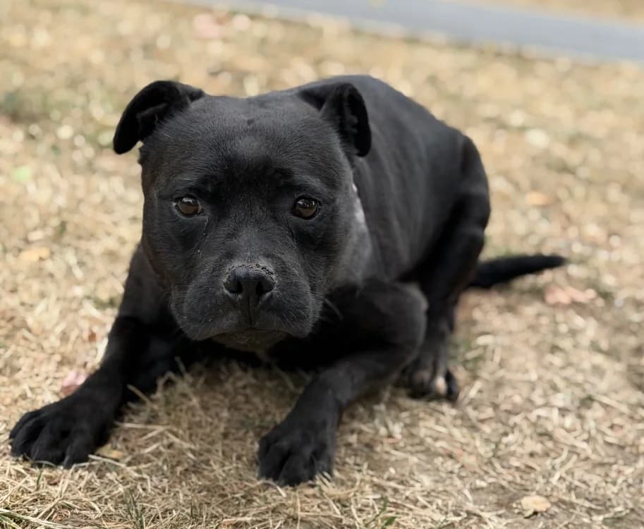 Suki, female 5yo Staffordshire Bull Terrier for adoption at SPA Compiègne, Compiègne