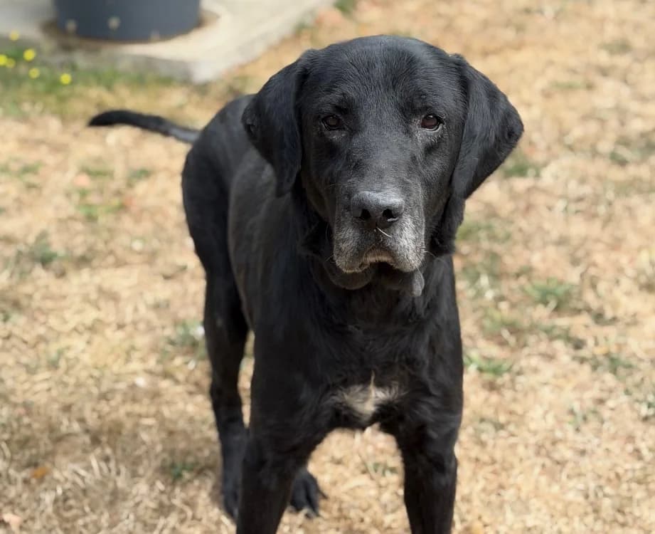 Masor, male senior Labrador Retriever for adoption at SPA Compiègne, Compiègne
