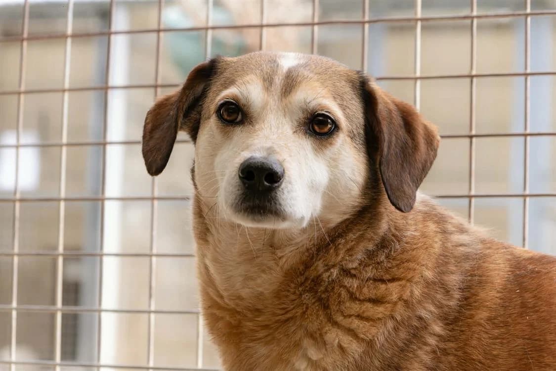 Marco, male Mixed Breed for adoption at SPA Compiègne, Compiègne
