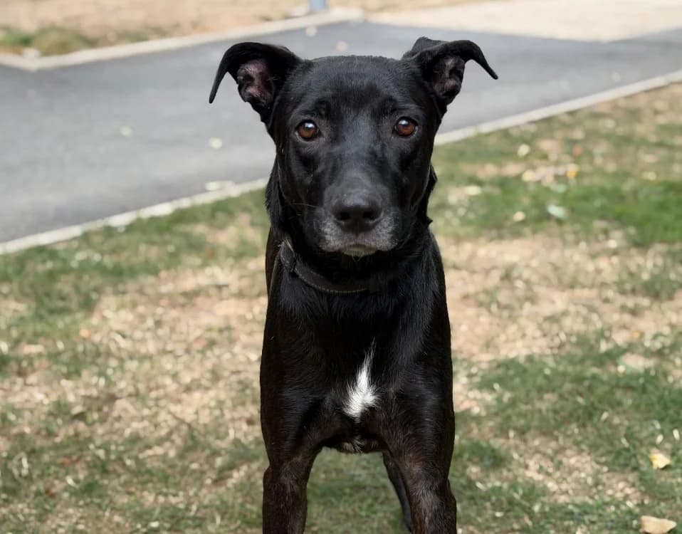Boby, male Mixed Breed for adoption at SPA Compiègne, Compiègne