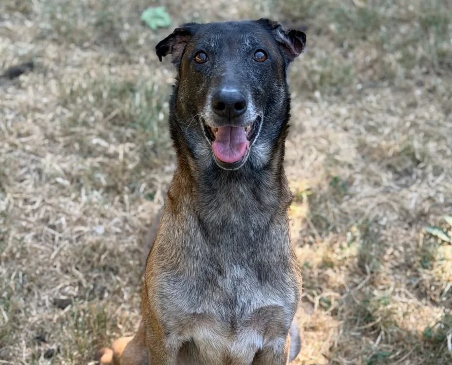 Laika, Belgian Malinois (SPA Compiègne)
