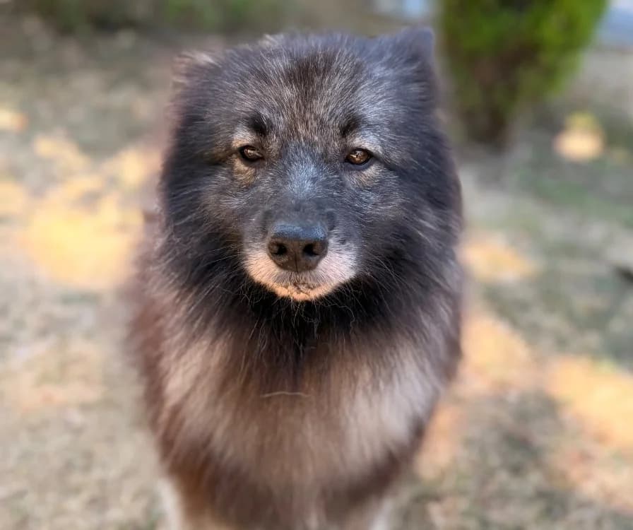 Sanka, female mixed breed for adoption at SPA Compiègne, Compiègne