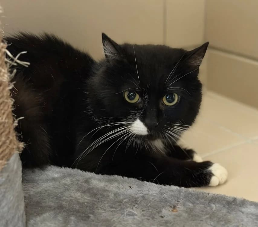 Pupuc, male 3yo Mixed Breed for adoption at SPA Compiègne, Compiègne