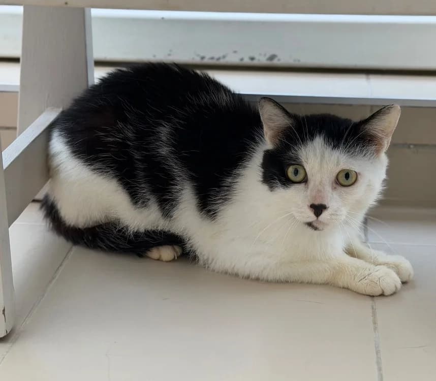Panda, male 3yo Mixed Breed for adoption at SPA Compiègne, Compiègne