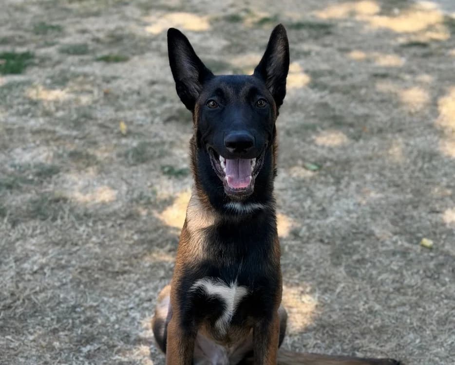 B'DAX, male Belgian Malinois for adoption at SPA Compiègne, Compiègne