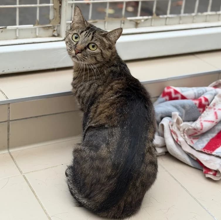 Mimi, Mixed Breed (SPA Compiègne)
