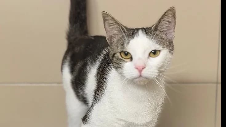 Bibiche, female Mixed Breed for adoption at SPA Compiègne, Compiègne