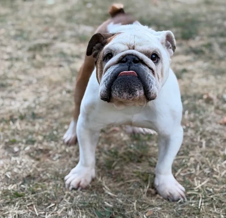 Raymond, male French Bulldog for adoption at SPA Compiègne, Compiègne