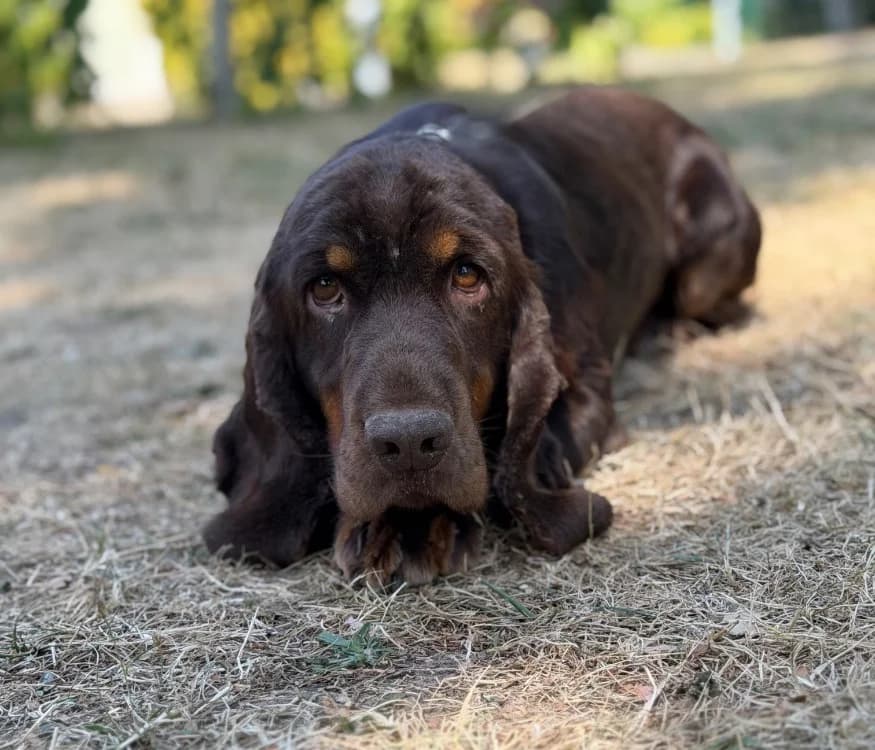 U'Many, male young Cocker Spaniel for adoption at SPA Compiègne, Compiègne