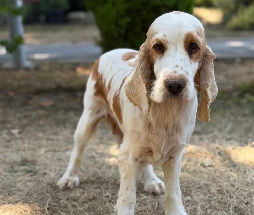 Sperenza, female 4yo Cocker Spaniel for adoption at SPA Compiègne, Compiègne