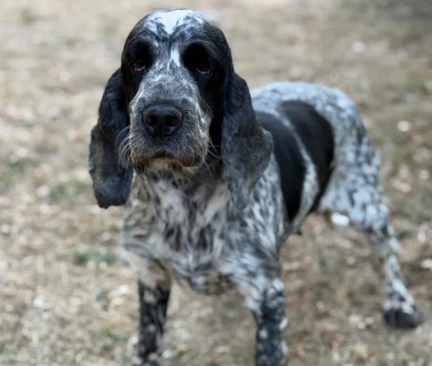 Select, Cocker Spaniel (SPA Compiègne)