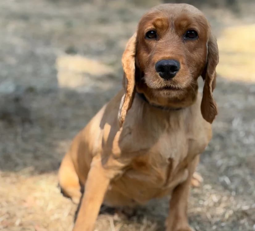 Sissi, Cocker Spaniel (SPA Compiègne)