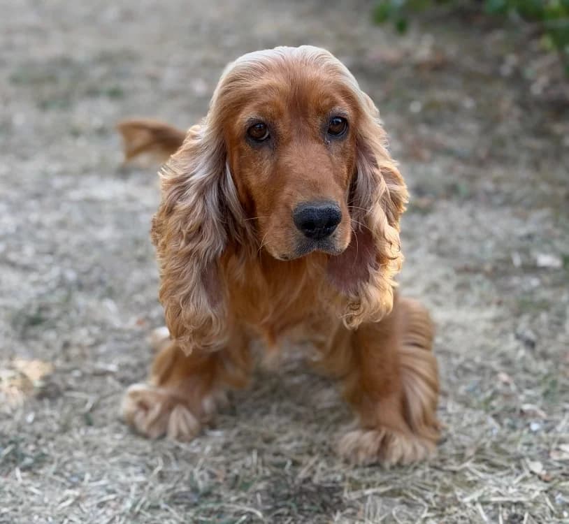 Sublime, Cocker Spaniel (SPA Compiègne)