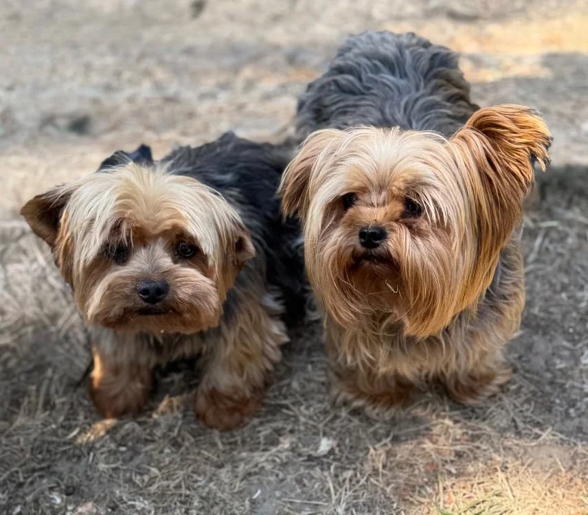 Rustine, Yorkshire Terrier (SPA Compiègne)