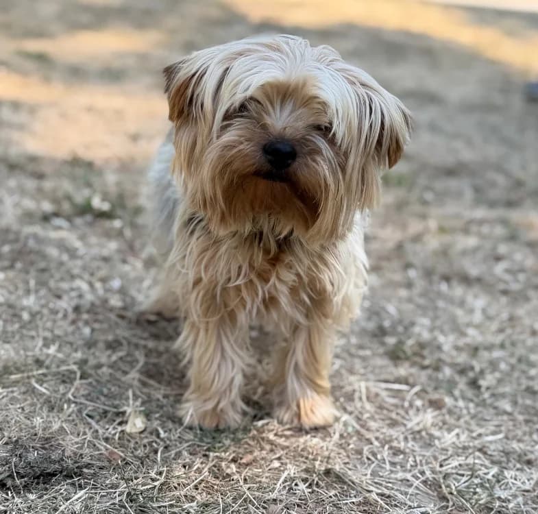 Valentine, Yorkshire Terrier (SPA Compiègne)