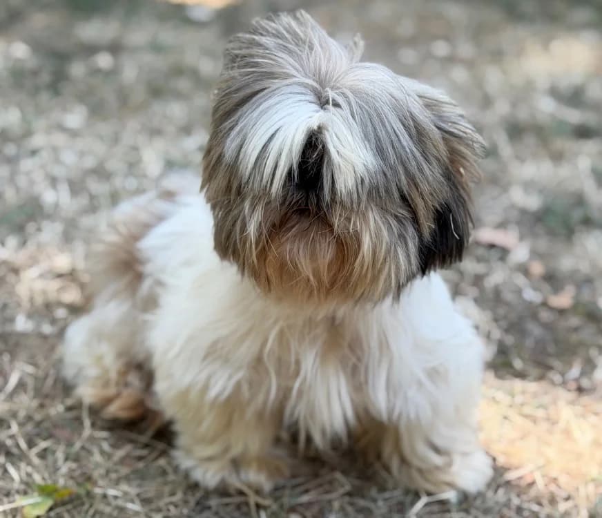 Surprise, Shih Tzu (SPA Compiègne)