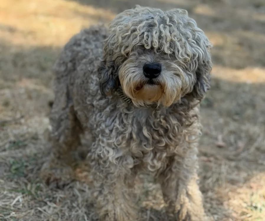 Spencer, male 4yo Poodle for adoption at SPA Compiègne, Compiègne
