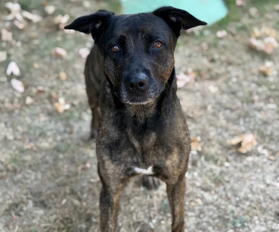 Thalya, Mixed Breed (SPA Compiègne)