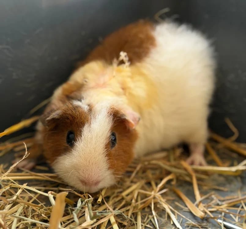 Nico, Mixed Breed (SPA Compiègne)