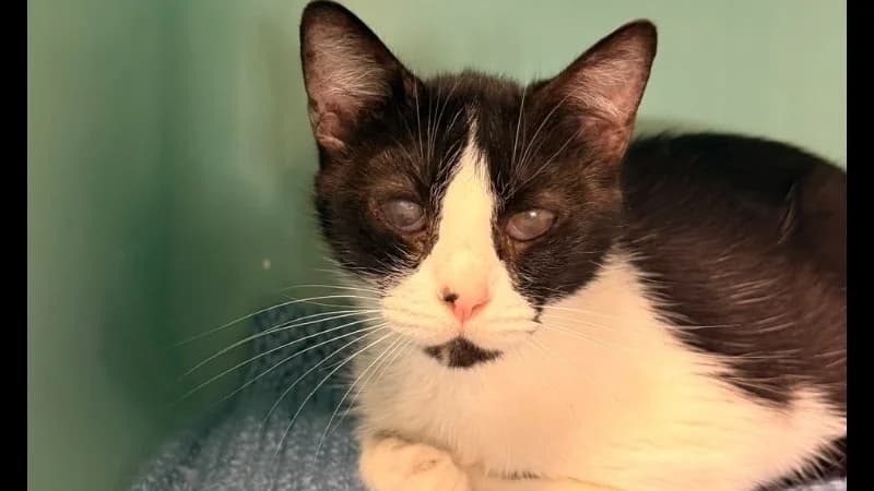 Drayko, male senior Mixed Breed for adoption at SPA Compiègne, Compiègne