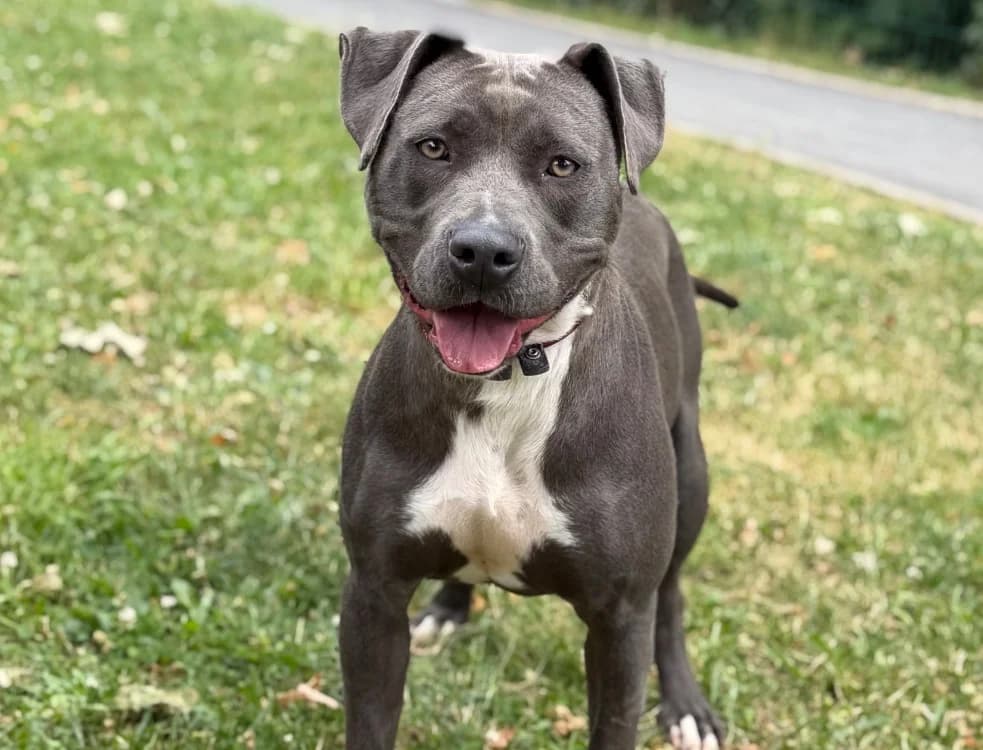Arya, female mixed breed for adoption at SPA Compiègne, Compiègne
