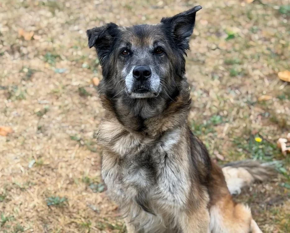 Stella, female senior Mixed Breed for adoption at SPA Compiègne, Compiègne